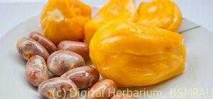 4772_9-Best-Benefits-Of-Jackfruit-Seeds-For-Skin-Hair-And-Health