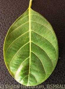 jackfruit. leaf. dorsal