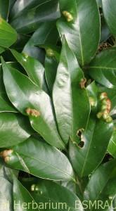 litchi mite1