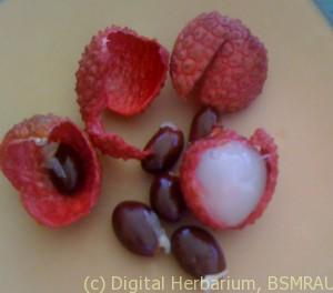 lychee1