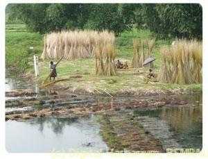 jute-farmers2