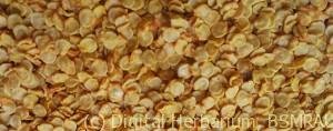 chilli-seeds-1-e1415316470655