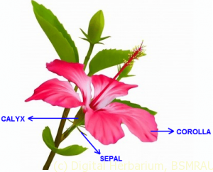 illustration-of-calyx-and-corolla