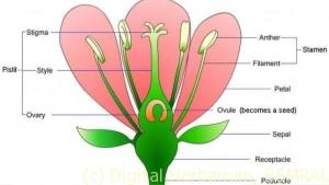 unit-4-lesson-42-parts-of-a-flower-14-638