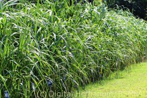 sugar cane