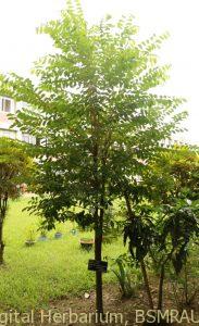 Agor plant