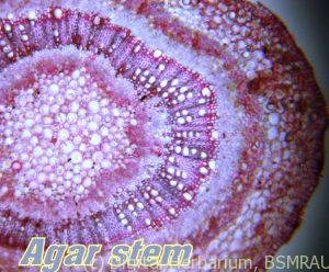 Agor stem anatomy