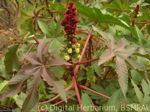 Castor bean