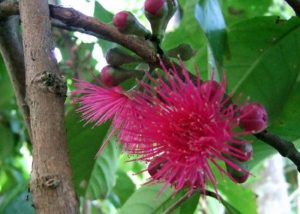 Flower of rose apple