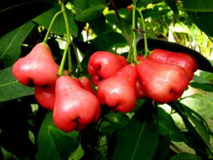 Rose apple plant