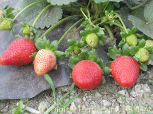 Strawberry 2