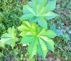 wp_20161103_06_47_08_pro