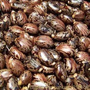 indocorporation_Y36IIVU51castor_bean_seeds