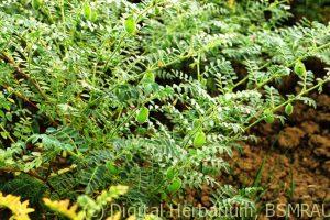 Chickpea single plant