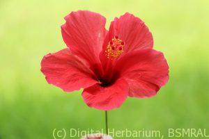 K1600_IMG_2229