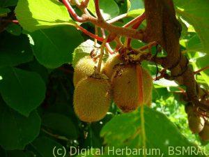 kiwi fruit