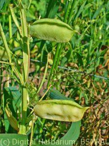 lathyrus_sativus_zell_3