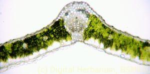 Alubukhara leaf