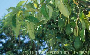 Avocado plant