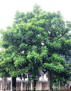 chalta-plant