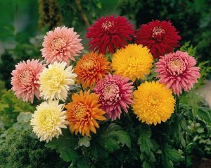 Chrysenthemum