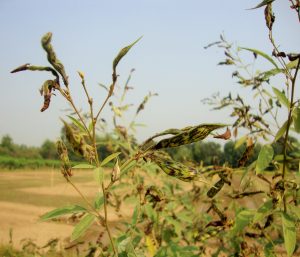 DSC07993