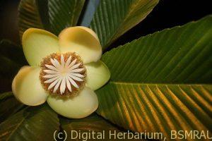 Dillenia_indica_Flower