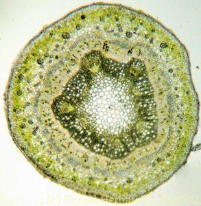 K1600_Alobukhara stem