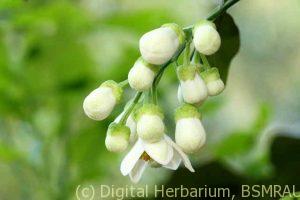 Pomelo flower