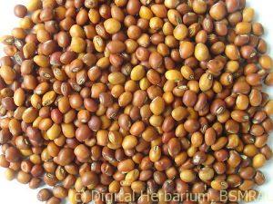 pigeonpea