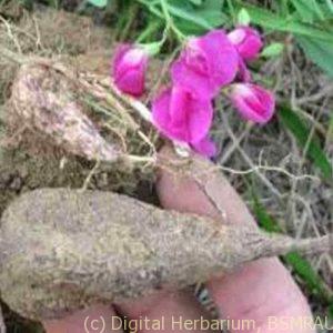 Earthnut-Pea1