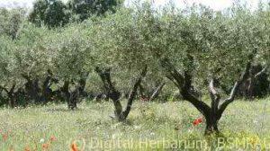Olea europea