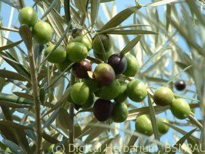 Olive fruit