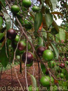 Star apple fruit