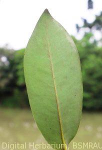 Velvet apple leaf ventral site