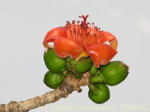 bombax-ceiba-hong-kong-9