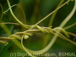 cuscuta-reflexa