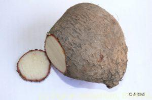 dioscorea-alata
