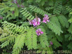 indigofera-tinctoria-plant