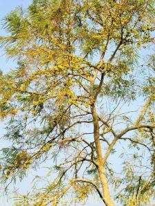 k1600_amloki-fruiting-plant