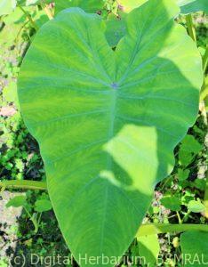 k1600_img_4814