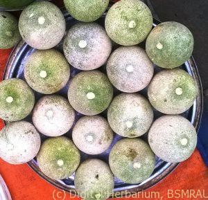 Monkey fruit (kathbel)