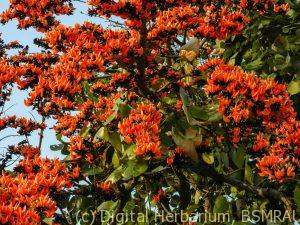 palash_tree