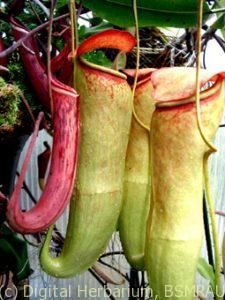 pitcher-plant